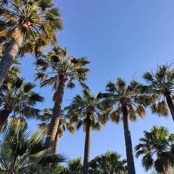 palmiers plage hôtel cannes