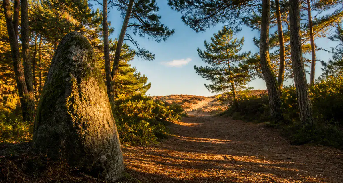 Aire du menhir Olonne-sur-Mer sentier forêt